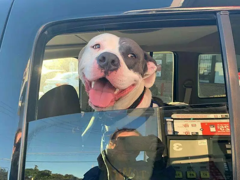  2024/10/dog-car-ddo-e1738199479509.jpg 