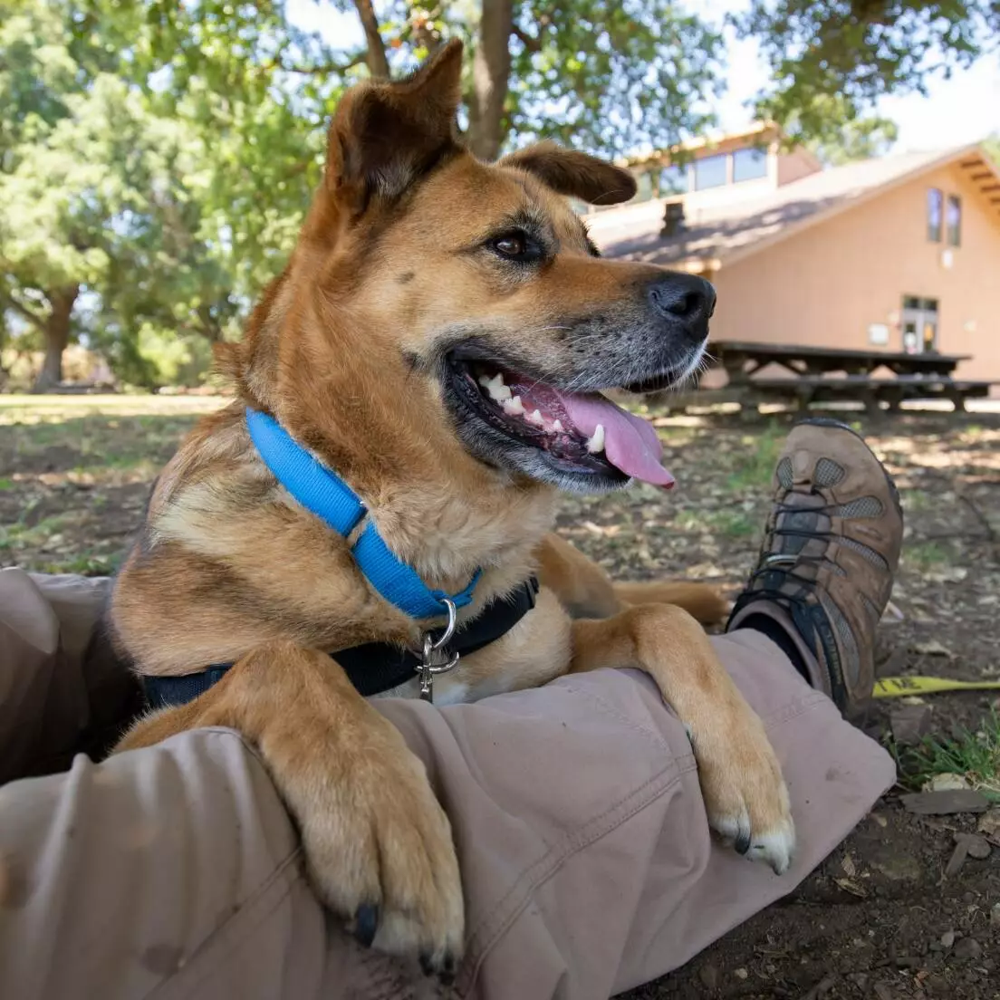 dog sitting between human legs
