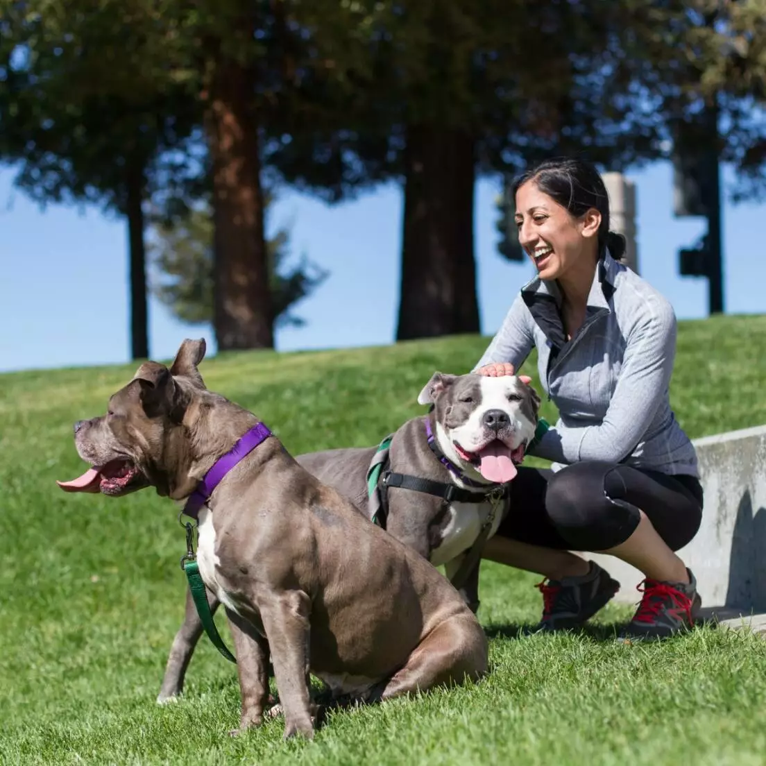 Human with two dogs
