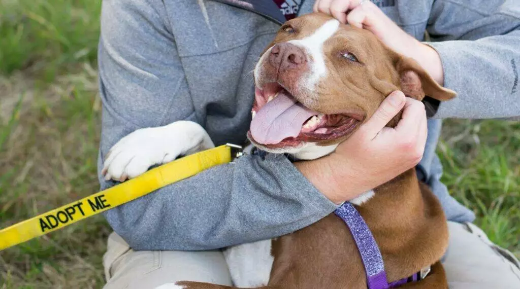 person petting dog