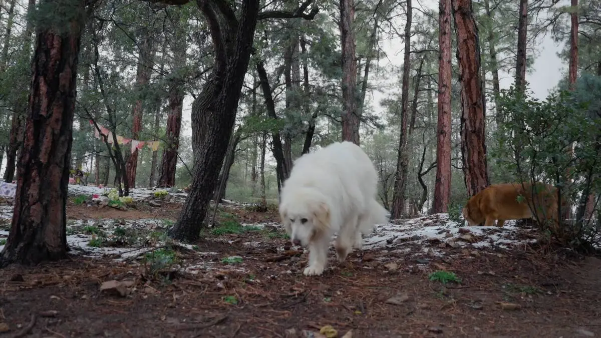  2026/09/whitey-in-snow.jpg 